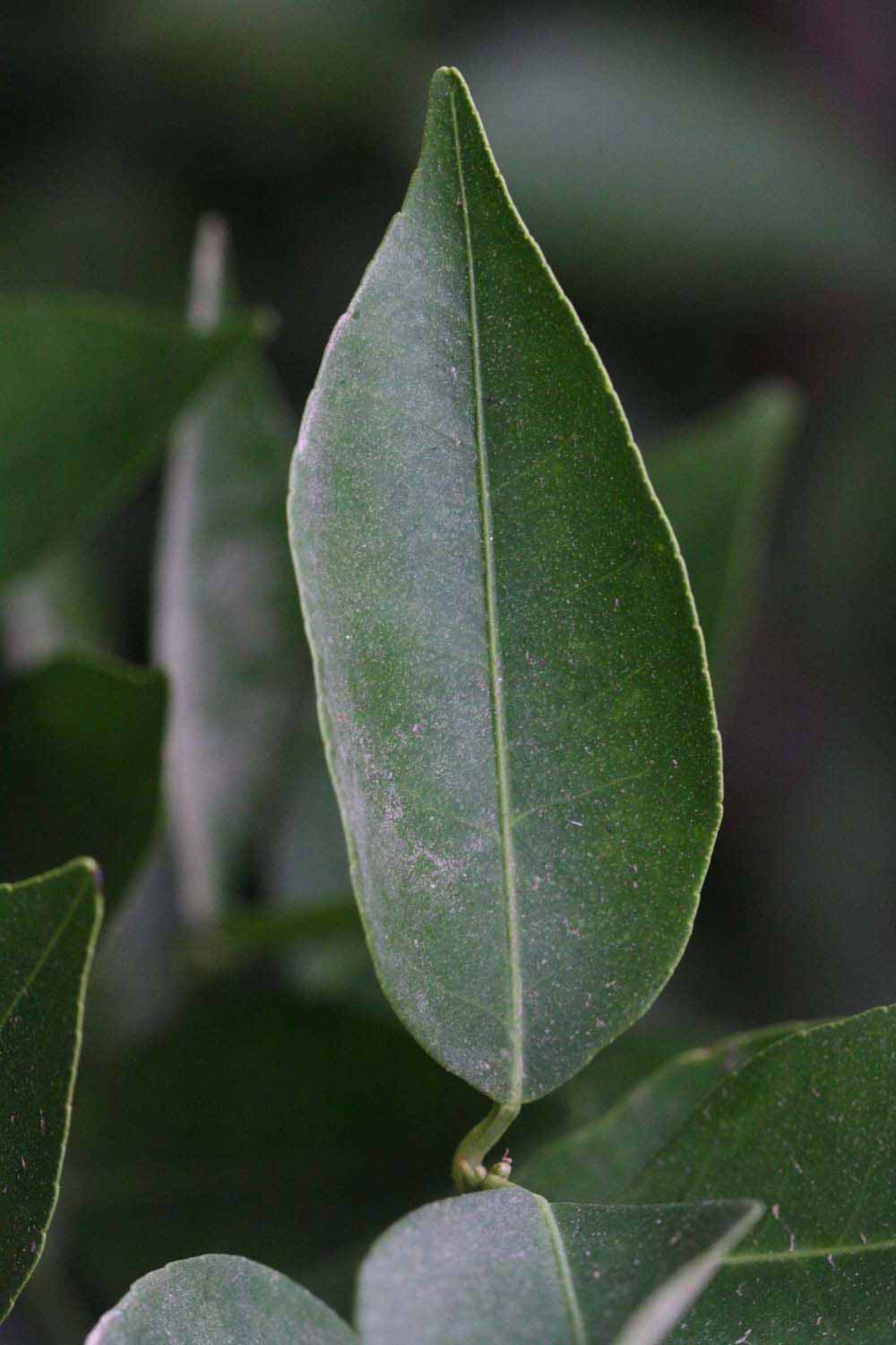              Unifoliolate leaf of ( Citrus temple  x  Citrus tangerina            ) X  Citrus reticulata      (Yosemite   Gold, Riverside, CA)       